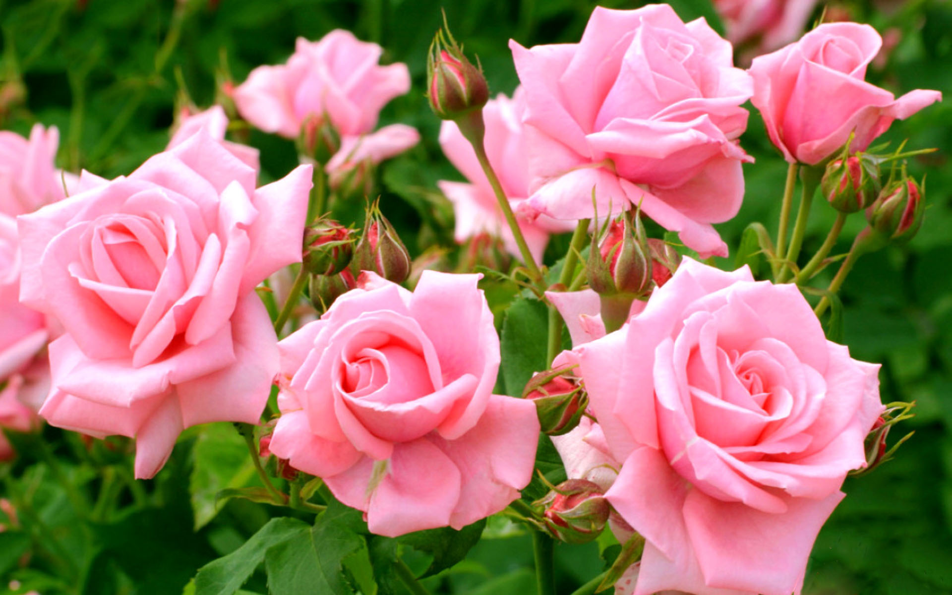Розы красивые кусты роз. Розы кустовые садовые.